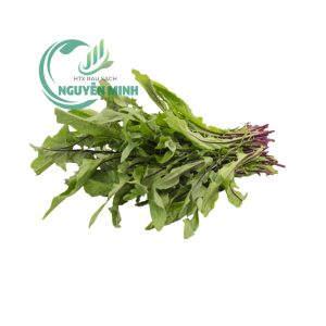 bồ công anh tím