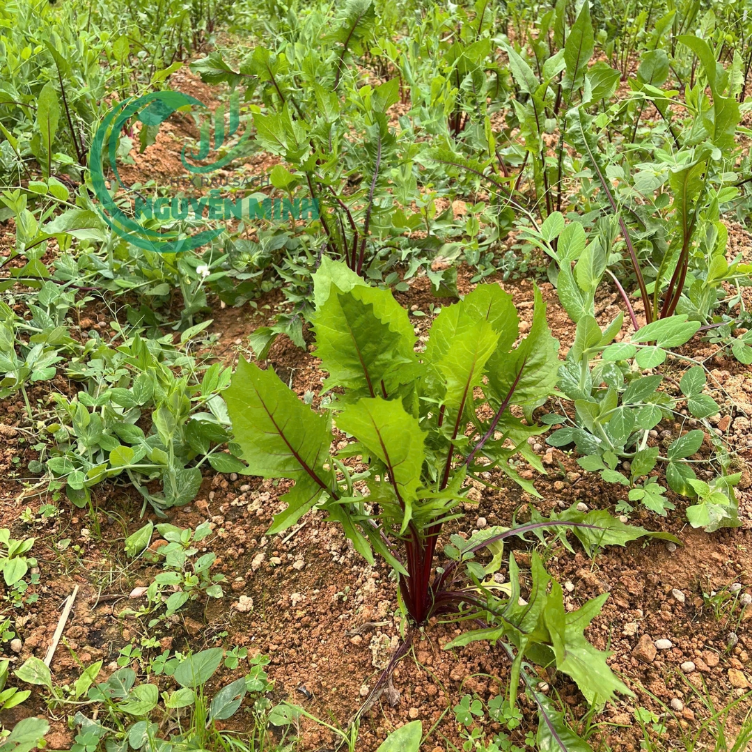 bồ công anh tím Đà Lạt