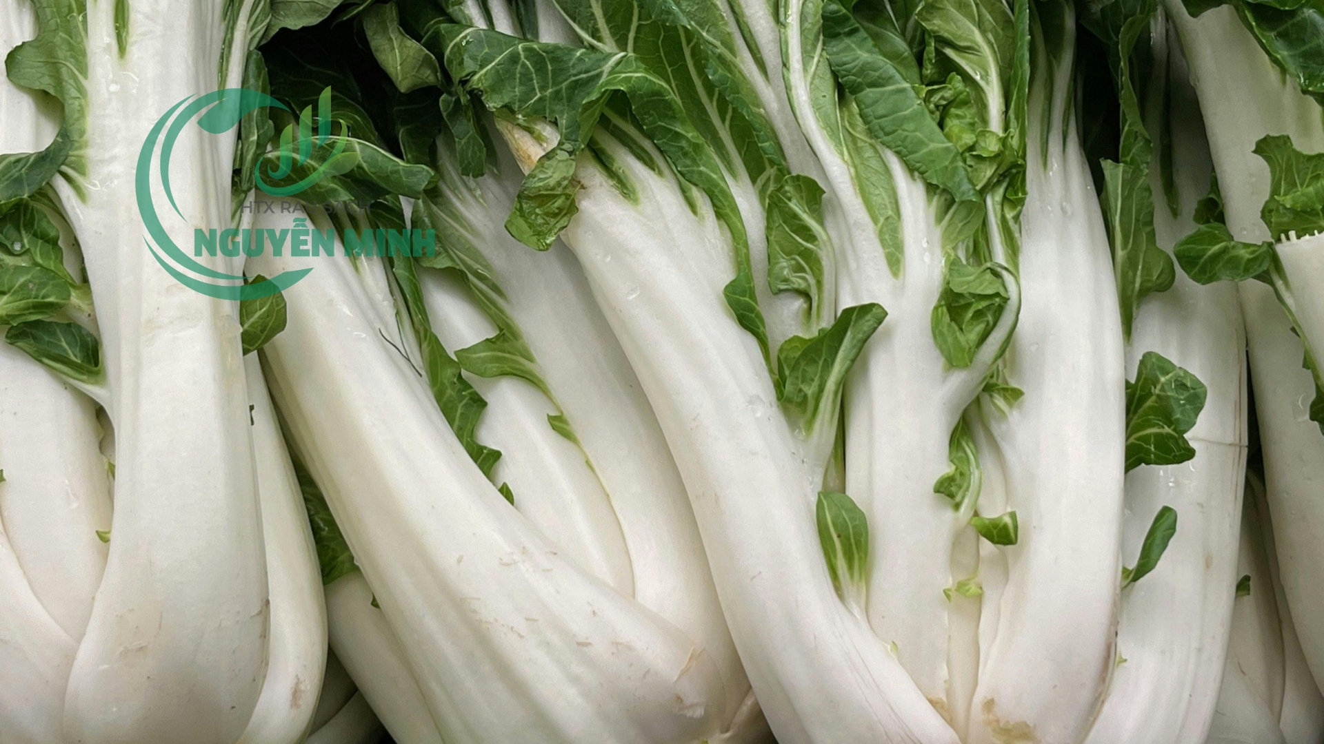 cải thìa chân trắng VietGAP