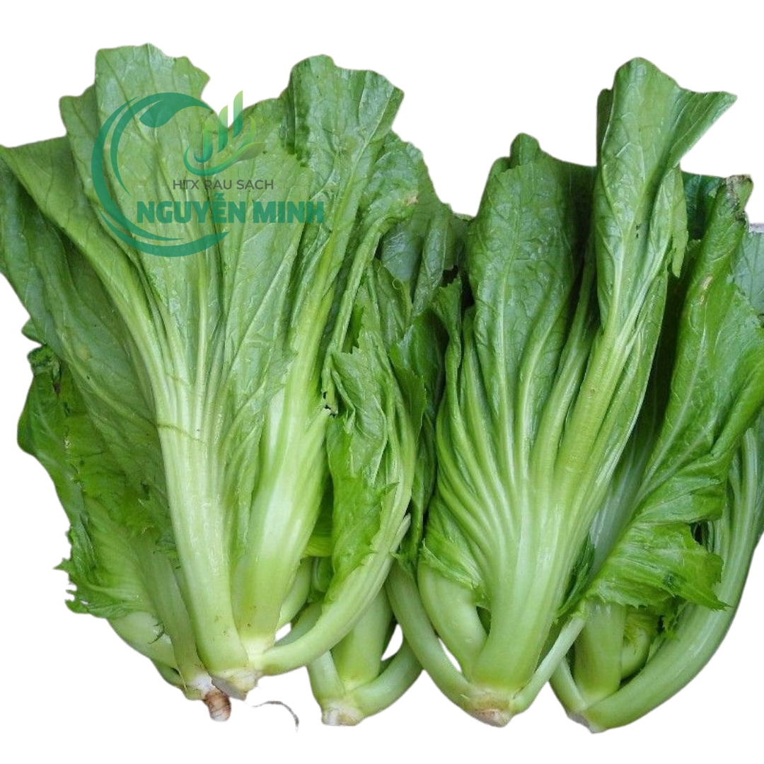 cải muối dưa Đà Lạt