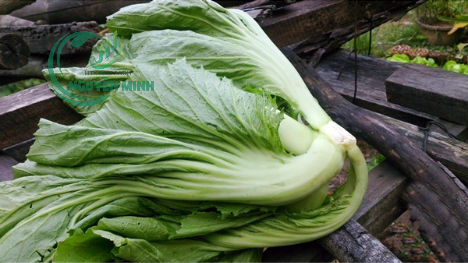 cải muối dưa VietGAP