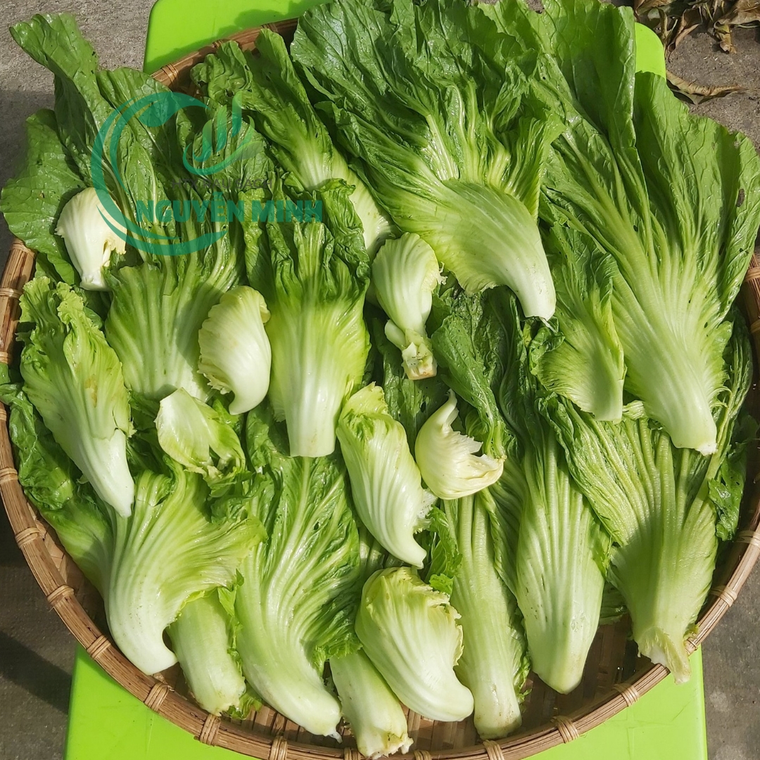 cải muối dưa