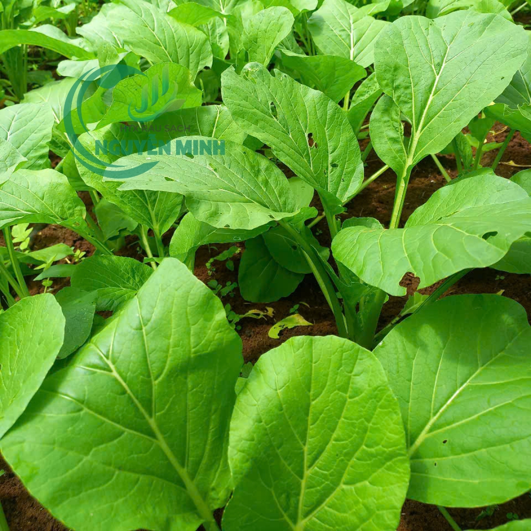 Cải Ngọt Sạch