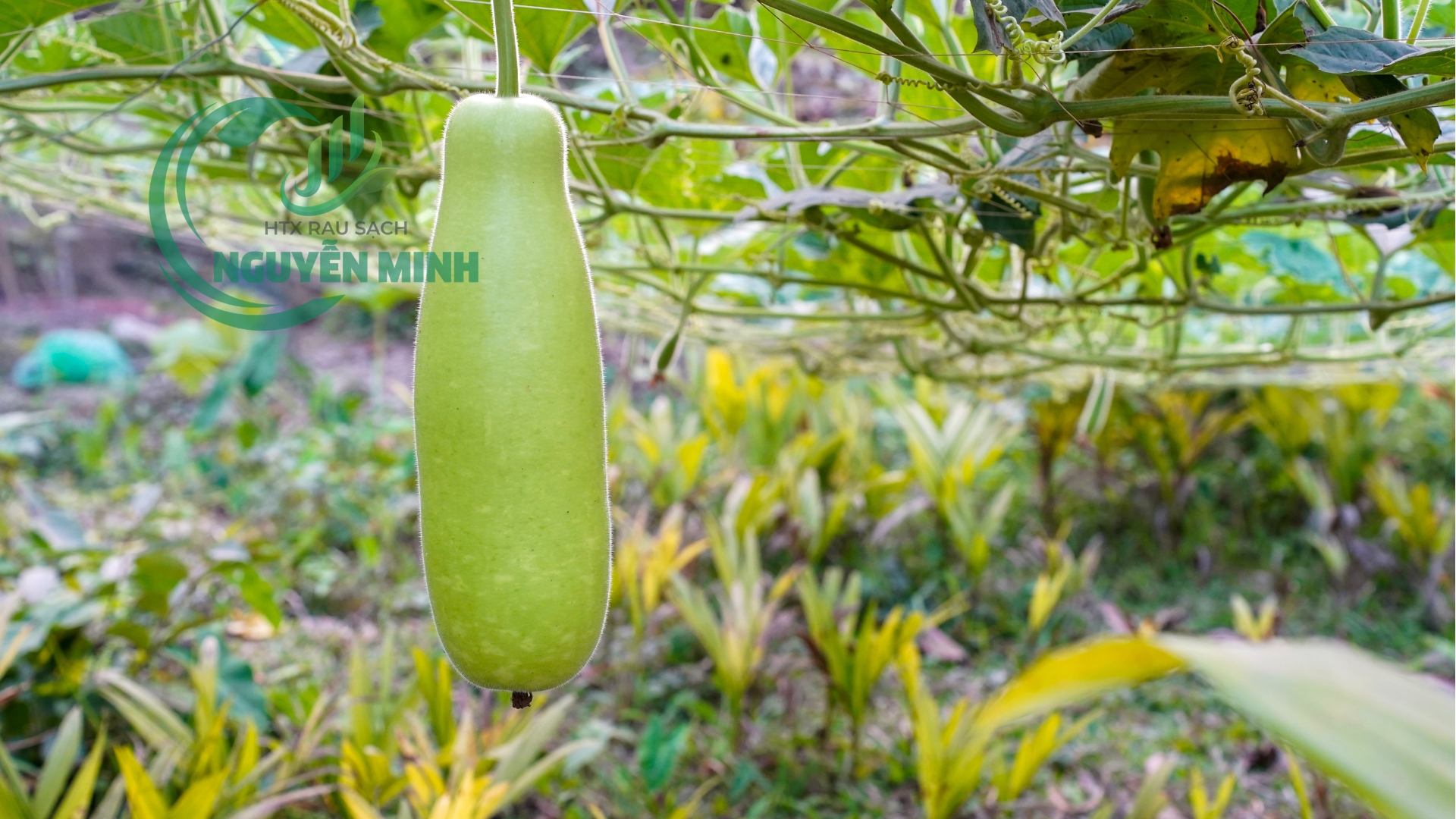 bầu vietgap