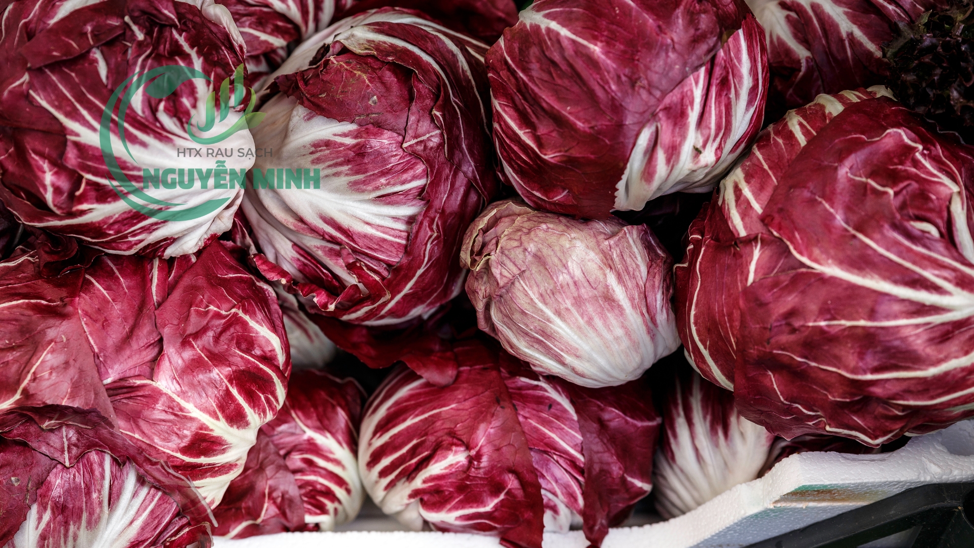 Xà lách Radicchio VietGAP