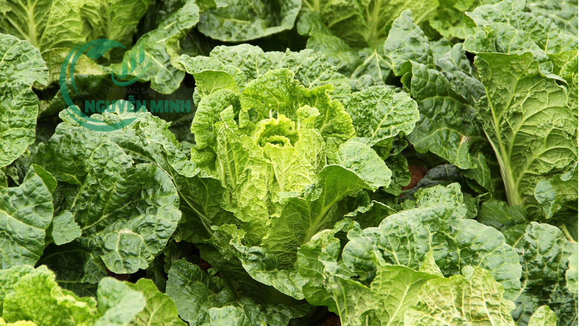 cải thảo đà lạt