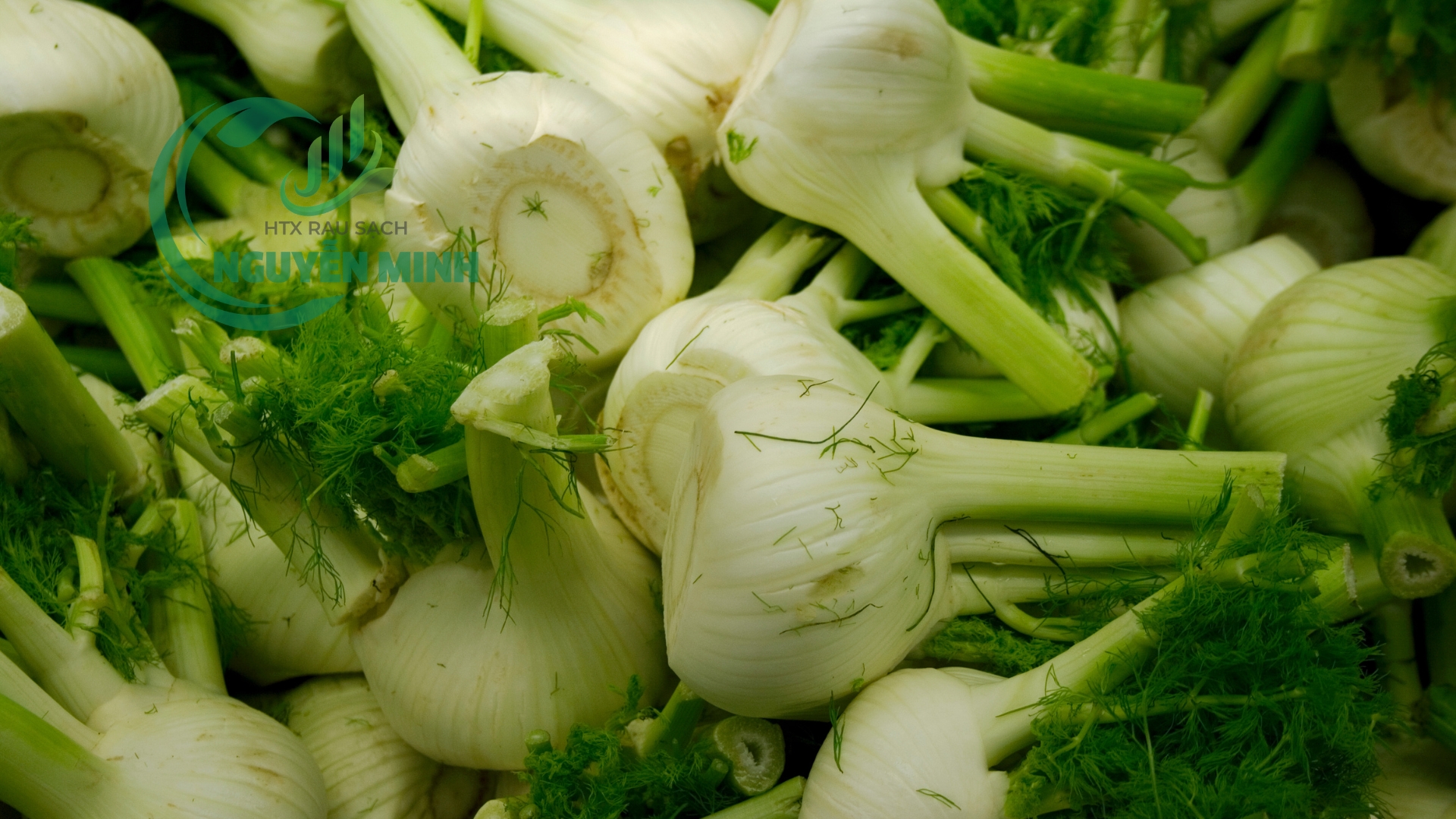 củ hồi vietgap