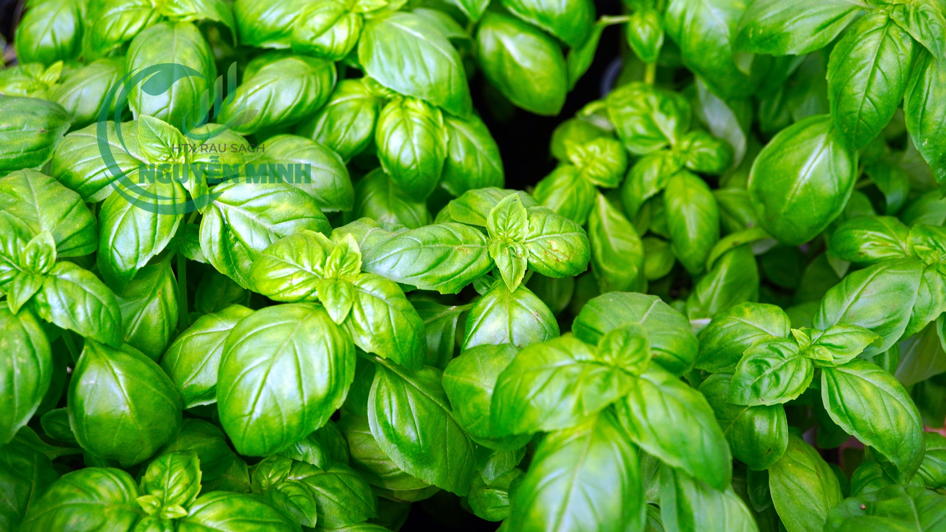 basil vietgap