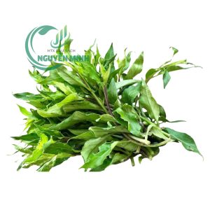 Rau lủi rừng