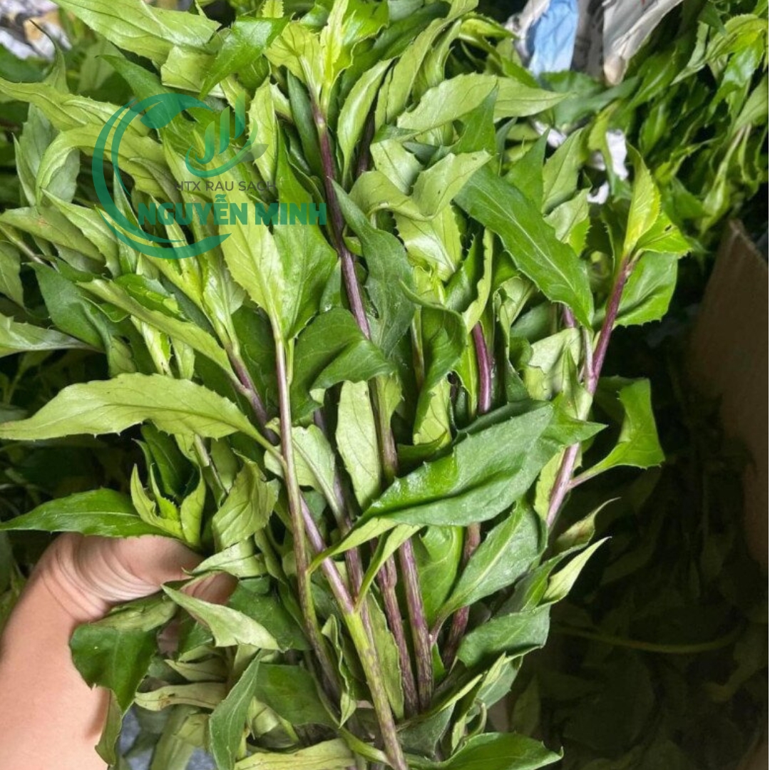 Rau lủi rừng vietgap