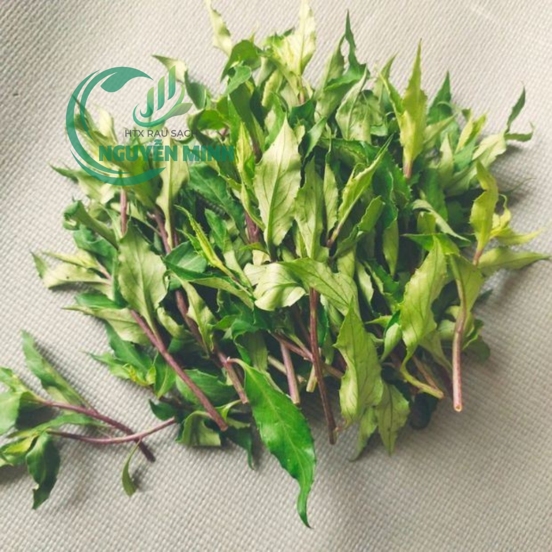Rau rừng