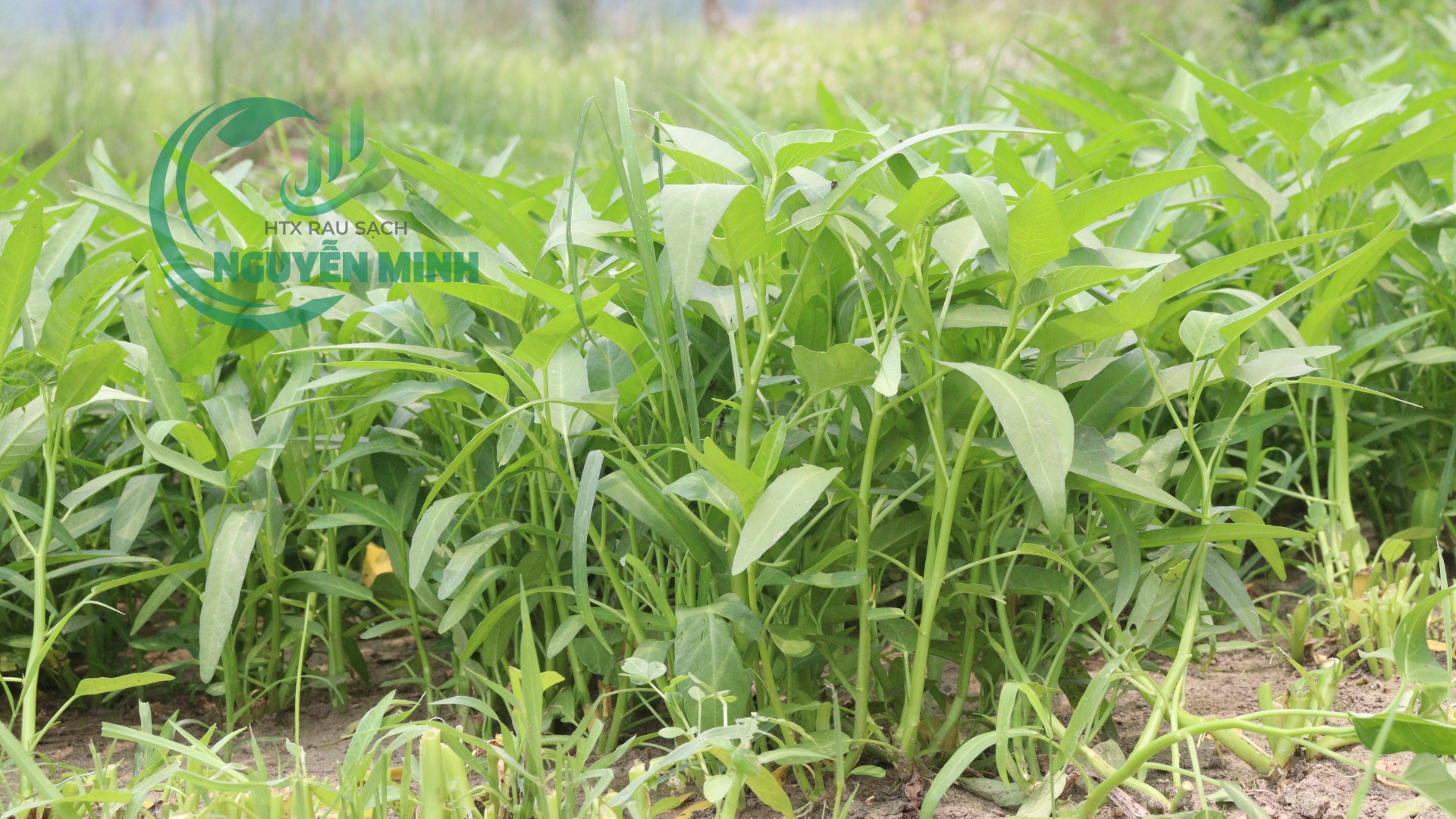 rau muống sạch