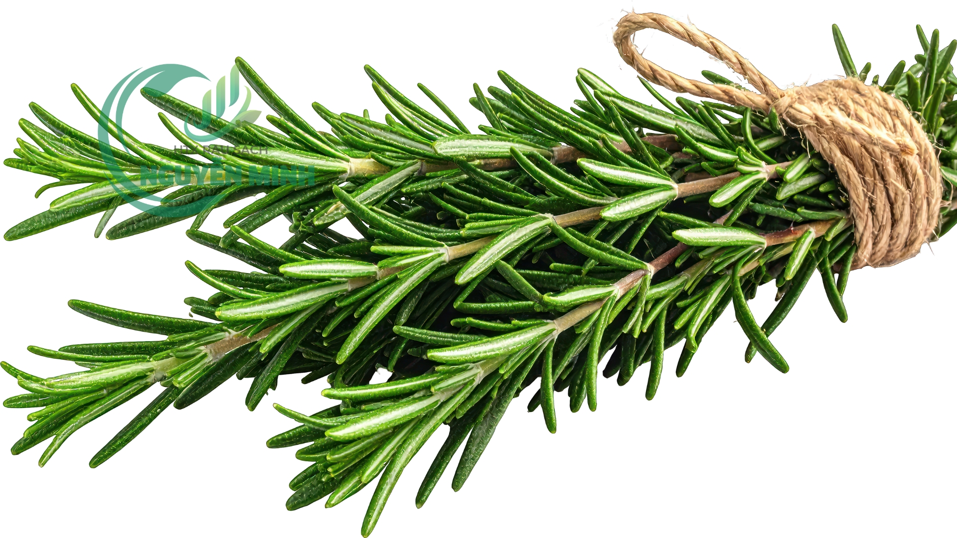 rau hương thảo vietgap