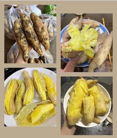 khoai lang sữa đà lạt